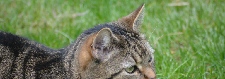 Katze liegt im Gras