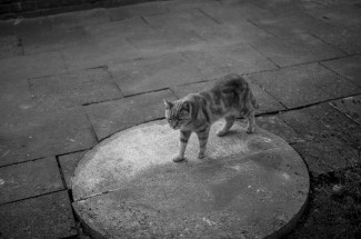Katze im Fokus